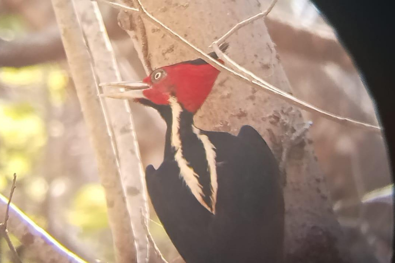 Huatulco: Observación de aves y búsqueda en Huatulco