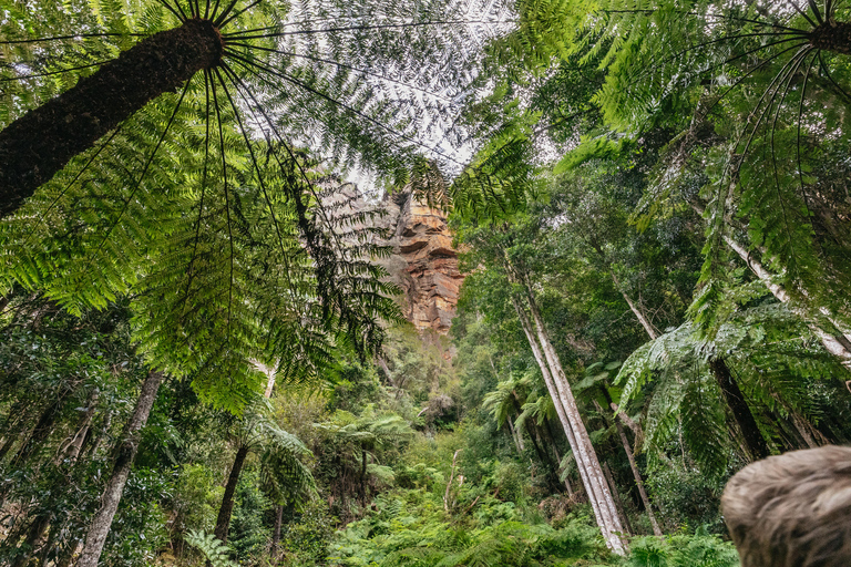 Depuis Sydney : montagnes Bleues et Scenic WorldPrise en charge 132 Castlereagh St, Sydney - 6h55