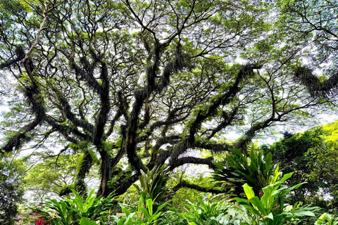 Banyuwangi: Jawatan Forest, Island Hopping, & Sunset Tour Jawatan Forest, Island Hopping, & Sunset Tour (Private)