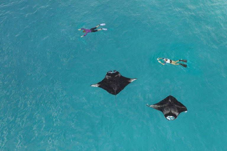 Rasdhoo: Manta Ray Cleaning Station Adventure with Photos