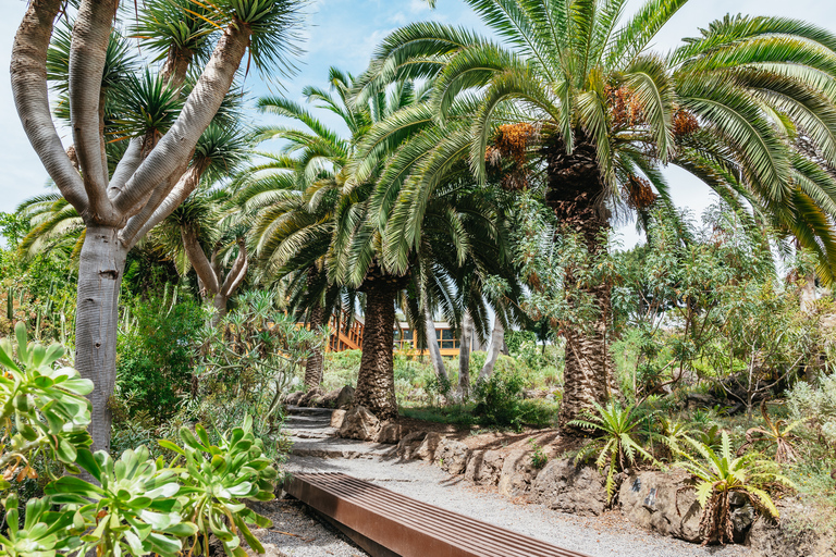 Icod de los Vinos: entrada al árbol del dragón y al jardín botánico