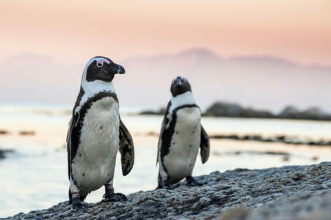 Full Day Private Cape Peninsula and Boulders Beach Tour