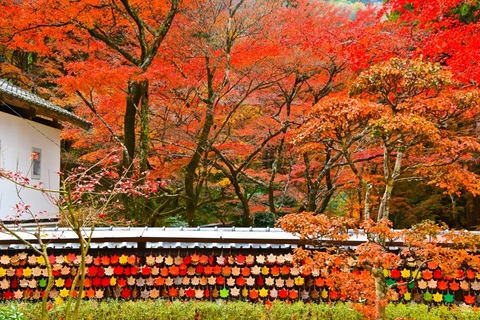 1-Day Tour from Nagoya: Korankei Gorge & Inari Fox Shrines