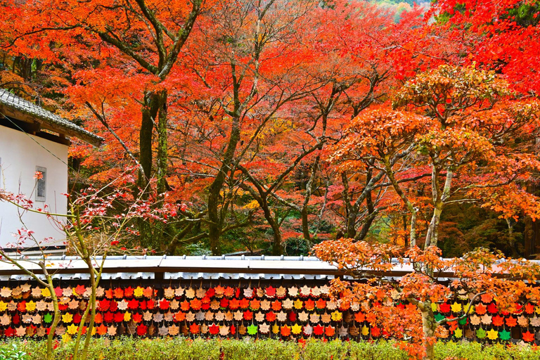 1-Day Tour from Nagoya: Korankei Gorge & Inari Fox Shrines