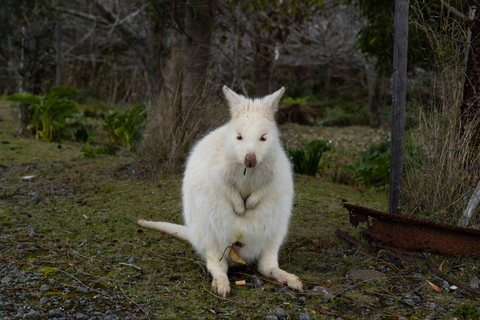 Z Hobart: Bruny Island Nature i produkcja całodniowa wycieczka