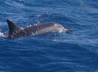 Ile Aux Bétitiers, Tour catamarano con Dolphin Watch & Lunch - Housity