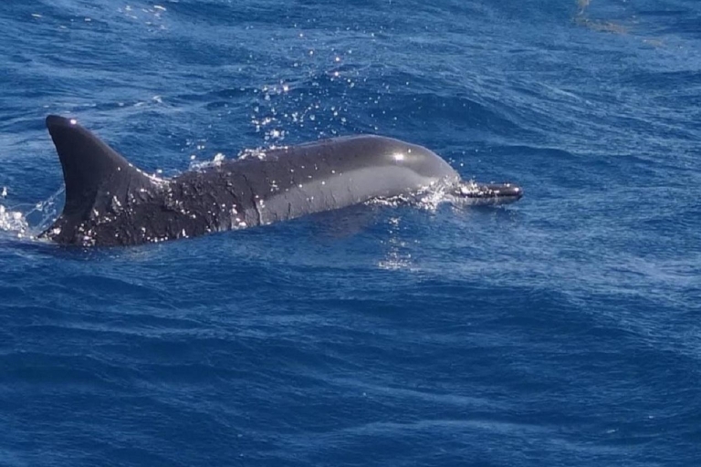 Île aux Bénitiers: Katamaran-Tour mit Delfinbeobachtung und Mittagessen