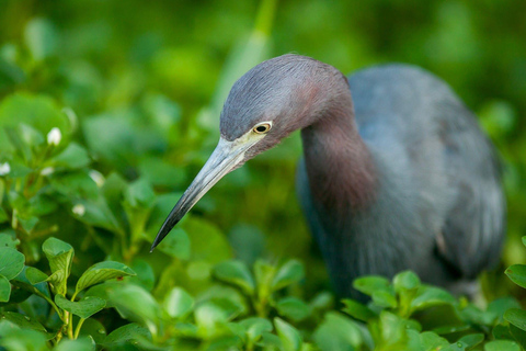 Tortuguero: Canoe Adventure Tour