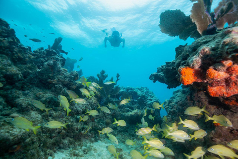 Sharm El Sheikh : Ras Mohamed et l&#039;île blanche avec déjeuner