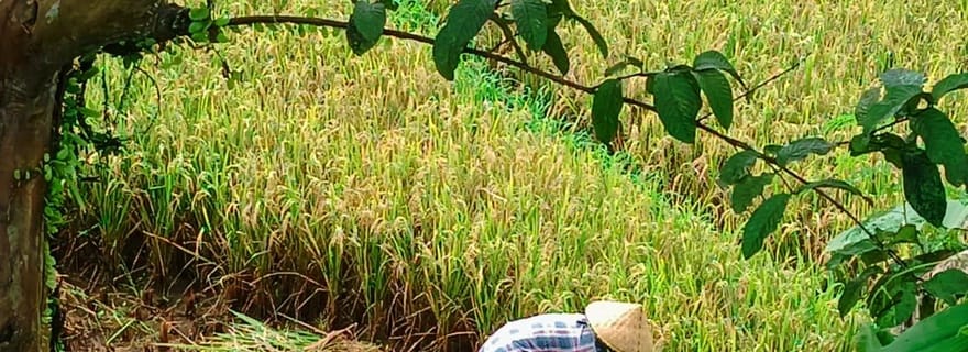 Explorez les rizières en terrasses de Munduk et faites un trekking dans les chutes d'eau.