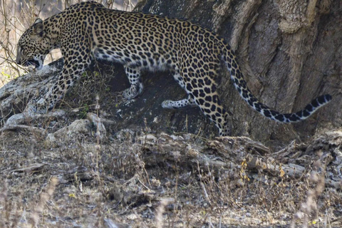 Nationaal park Yala: Privé safari van een hele dag (04:00-18:00)