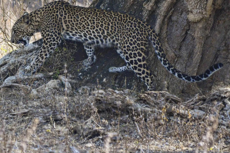 Parque Nacional de Yala: Safari privado de día completo (04:00-18:00)