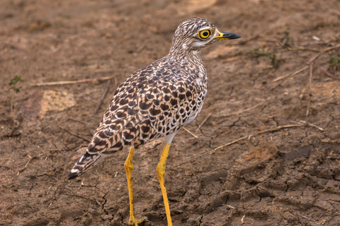Från Zanzibar: Mikumi Safari med tvåmotorigt flygplan + lunchMikumi Safari – utan transfer