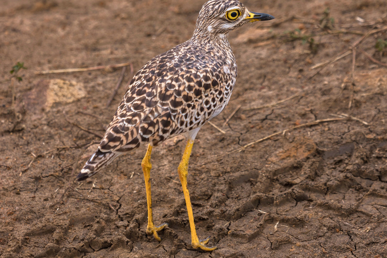 Från Zanzibar: Mikumi Safari med tvåmotorigt flygplan + lunchMikumi Safari – utan transfer
