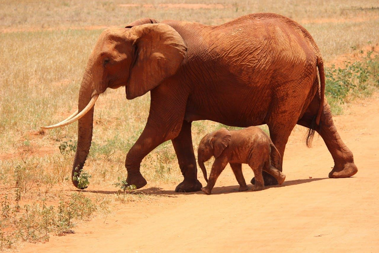 Zanzibar: 3-Day Mikumi National Park Safari with Free Pickup