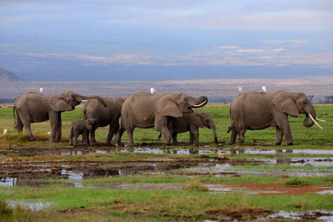 Nairobi: Wycieczka 1-dniowa do Parku Narodowego Amboseli z Wioską Masajów