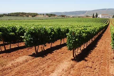 Excursão Vinhos do Alentejo saindo de Lisboa