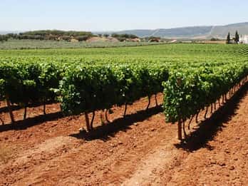Ab Lissabon: Alentejo-Weintour Ab Lissabon: Alentejo-Weintour