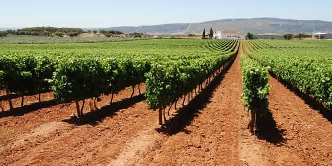 Alentejo Wine Tour from Lisbon