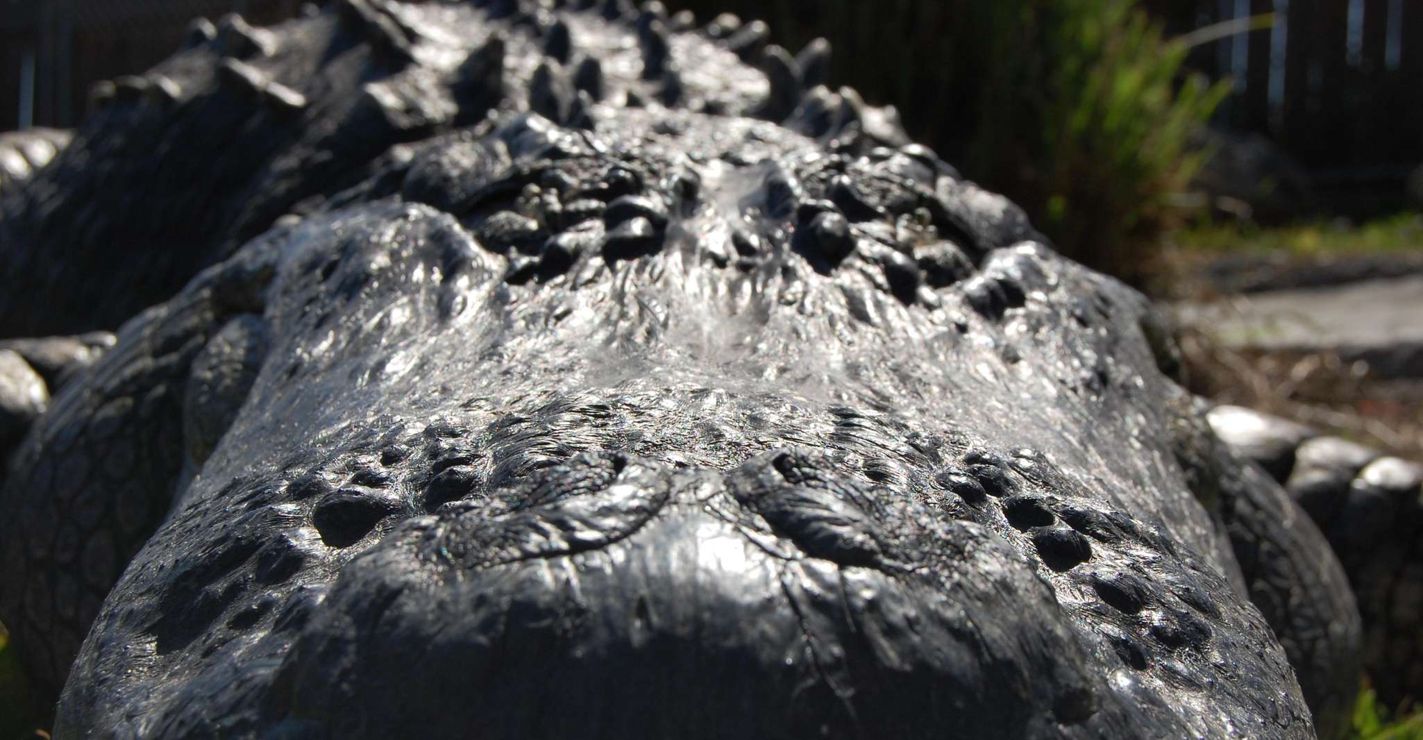 Miami: Everglades Airboat, Wildlife Exhibit & Roundtrip Bus photo 12