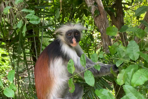 Zanzibar: Jozani Forest for red colubus monkeys visit