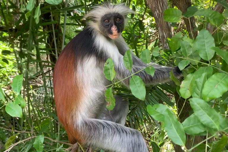 Zanzibar: Jozani Forest for red colubus monkeys visit