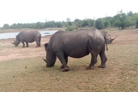 Eswatini : 2-dagars kultur- och safari Hlane Park