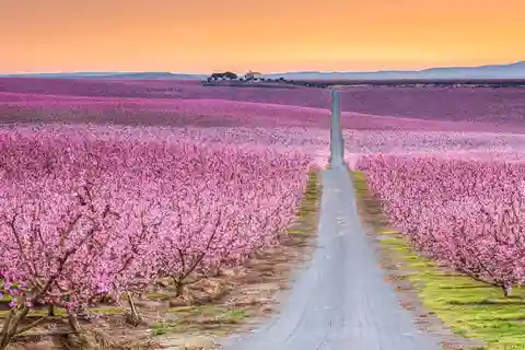 Från Barcelona: Dagstur till Aitona Peach Blossom Field och Lleida