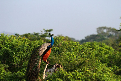 Da Panadura, Wadduwa, Waskaduwa a Ella, passando per Yala Safari e altroPanadura, Wadduwa, Waskaduwa a Ella, via Yala Safari e altro