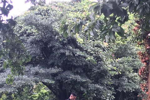 Ngamba Island Chimpanzee, Entebbe and Victoria Tour