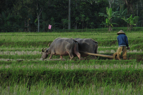 Yogyakarta: Bike Tour, Pottery, Ricefield, Museum With Lunch Bike, Pottery Class, Rice fields, Museum (No Lunch)