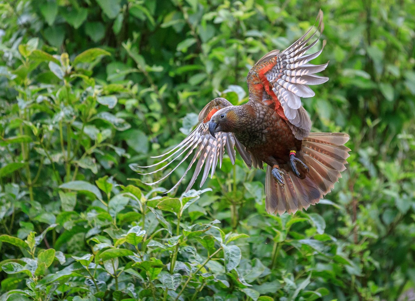 Zealandia på dagstur