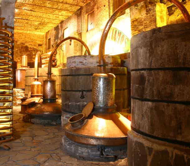 Desde Guadalajara tour destilería José Cuervo y tequila GetYourGuide