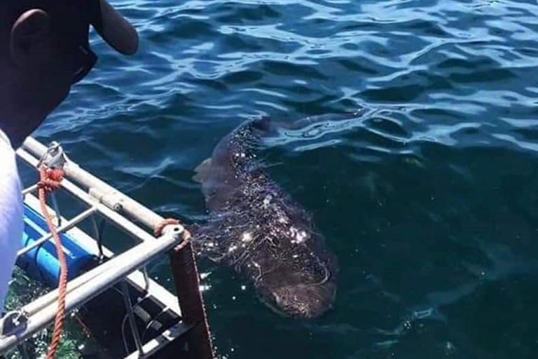 Le Cap : plongée dans les cages à requins avec repas et boissons