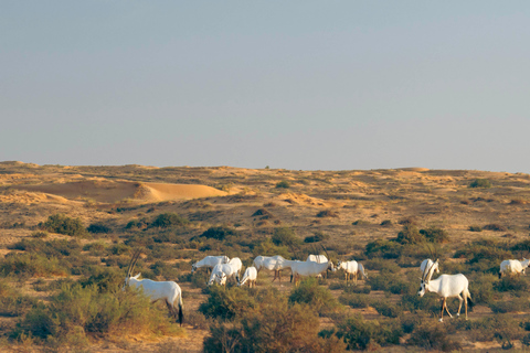 Dubai: Luxury Safari with Michelin-Curated 4-Course Dinner Luxury Desert Safari in a Private Car