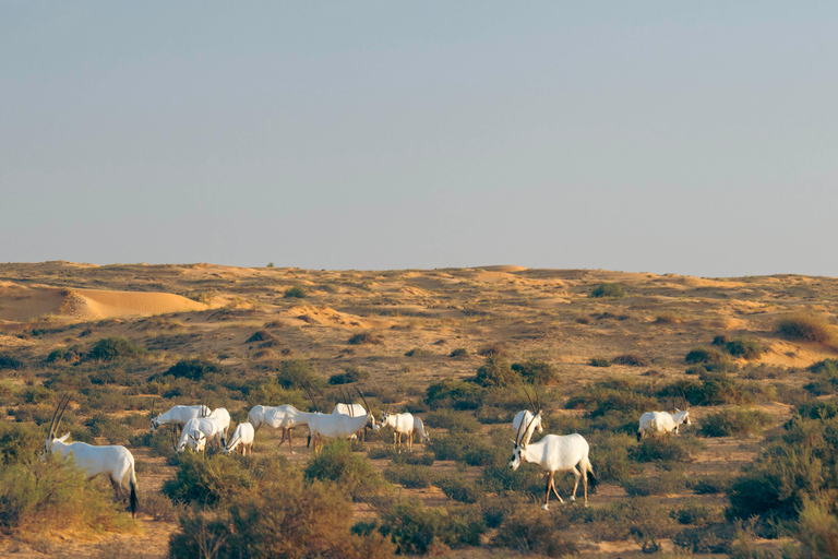 Dubai: Luxury Safari with Michelin-Curated 4-Course Dinner Luxury Desert Safari in a Private Car