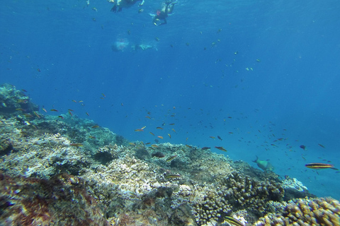 Uvita: Caño Island &amp; Corcovado National Park Combo Tour