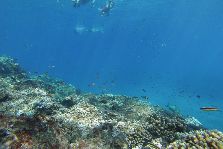 Uvita: Caño Island &amp; Corcovado National Park Combo Tour