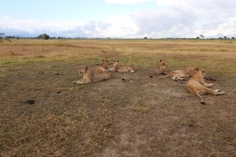 Tour di 6 giorni in Tanzania Grande migrazione degli gnu