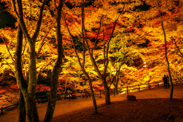 Nagoya: Obara Cherry Blossoms & Korankei Autumn Illumination