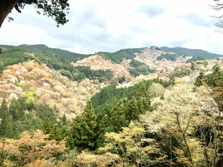 吉野：私人导游和日本山徒步旅行