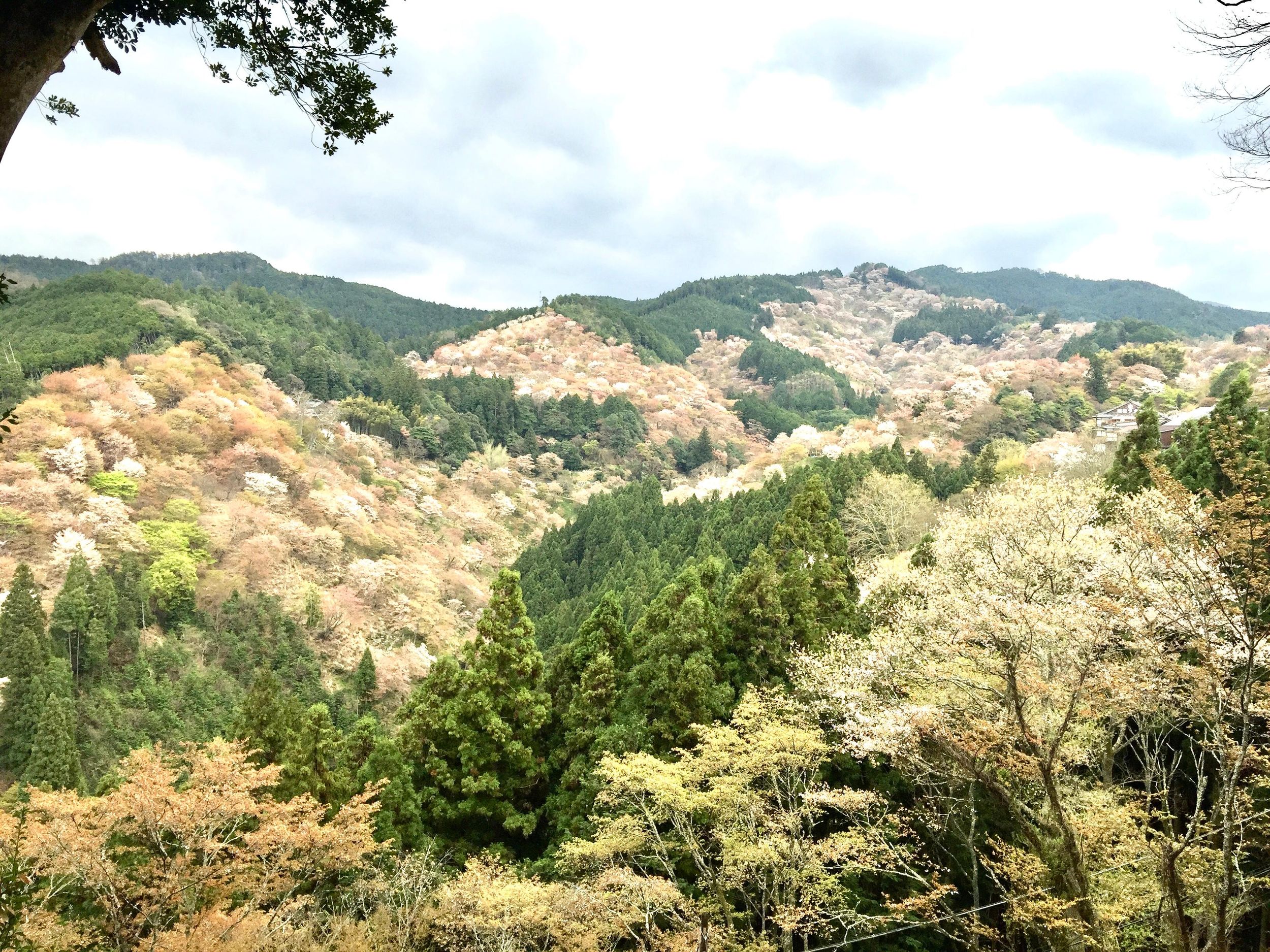Yoshino: Private geführte Tour & Wanderung in einem japanischen Berg