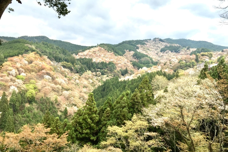 Yoshino : Visite guidée privée et randonnée guidée dans une montagne japonaiseYoshino : Visite d'une jounée privée dans une montagne japonaise