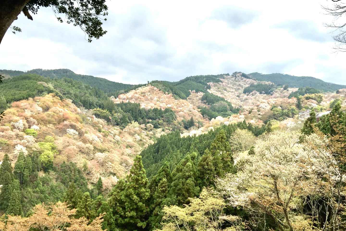 Yoshino: Private Guided Tour & Hiking in a Japanese Mountain - Guide Service Only
