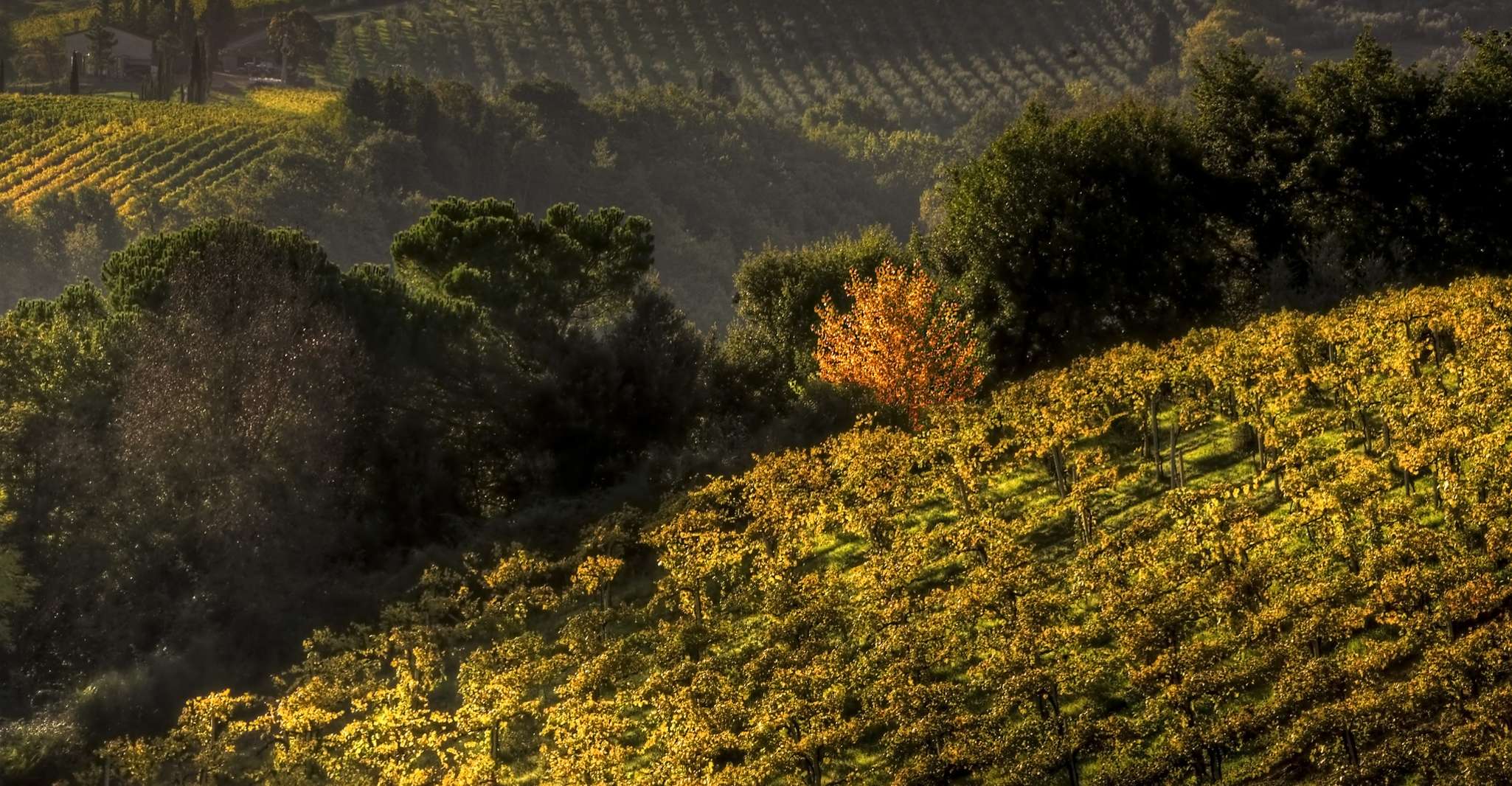 From Siena, Chianti and San Gimignano Sunset Tour - Housity