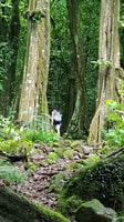 Moorea Safari Naturaleza y Cultura Tour con guía local - Hizvo