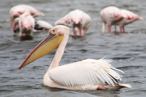 Pelican Point: Bird- & Seal-Watching Tour