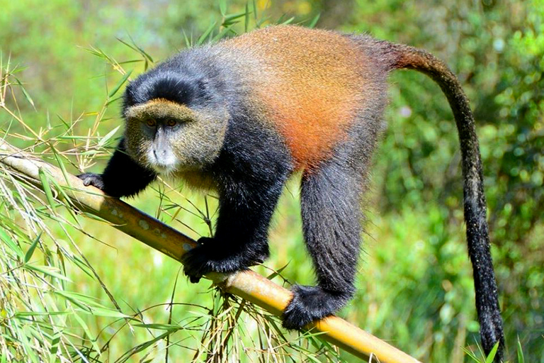 Safari de 7 jours aux chutes Murchison, avec randonnée pour les chimpanzés et les gorilles