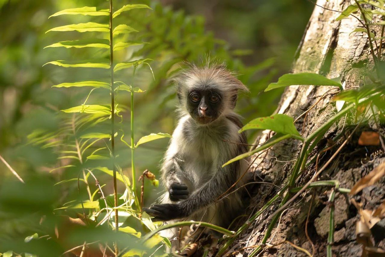 Zanzibar: Macaco, Caverna Salaam, The Rock e passeio de caiaque transparenteZanzibar: Macaco, Caverna Salaam, A Rocha e Passeio de Caiaque Transparente