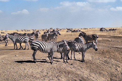 Parque Nacional de Nairóbi - Passeio de carro com orçamento limitado.Passeio de jogo econômico pelo Parque Nacional de Nairobi.